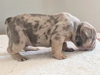 Big foot, a male French Bulldog for sale in Elkland, MO – 3 of 5