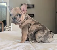 Big foot, a male French Bulldog for sale in Elkland, MO – 3 of 10