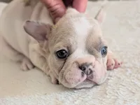 Yeti, a male French Bulldog for sale in Elkland, MO – 3 of 3