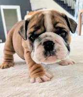 Bubba, a male English Bulldog for sale in Elkland, MO – 3 of 6