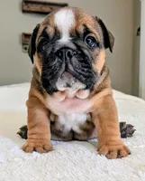 Frito, a male English Bulldog for sale in Elkland, MO – 3 of 4