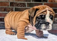  Lilly, a male English Bulldog for sale in Elkland, MO – 10 of 10