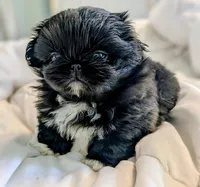 Raven, a female Pekingese for sale in Elkland, MO – 4 of 5