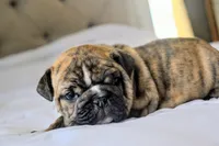 processed/034a5d7c-f803-4926-bc6e-88c38314e88d/listing/7e13c489-1083-415f-835c-d6a93dec04b8/16484b40-157b-4f26-90e8-ee0795a73dfd