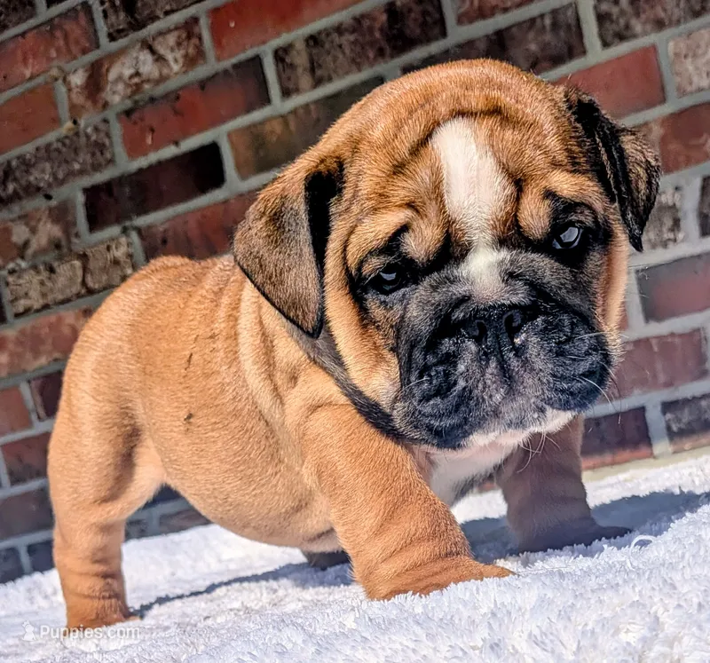 Frito – English Bulldog puppy for sale in Elkland, MO