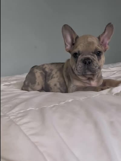 Big foot, a male French Bulldog for sale in Elkland, MO – 8 of 10