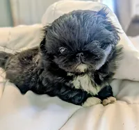 Raven, a female Pekingese for sale in Elkland, MO – 2 of 5