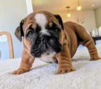 Frito, a male English Bulldog for sale in Elkland, MO – 4 of 4
