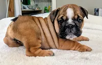 Frito, a male English Bulldog for sale in Elkland, MO – 2 of 4