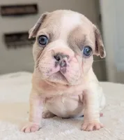 Yeti, a male French Bulldog for sale in Elkland, MO – 2 of 3