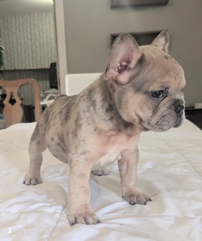 Big foot – French Bulldog puppy for sale in Elkland, MO