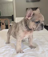 Big foot, a male French Bulldog for sale in Elkland, MO – 2 of 10