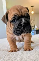 Tito, a male English Bulldog for sale in Elkland, MO – 2 of 6