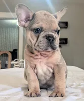 Big foot, a male French Bulldog for sale in Elkland, MO – 5 of 10