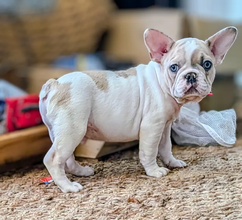Yeti – French Bulldog puppy for sale in Elkland, MO