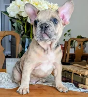 Big foot, a male French Bulldog for sale in Elkland, MO – 9 of 10
