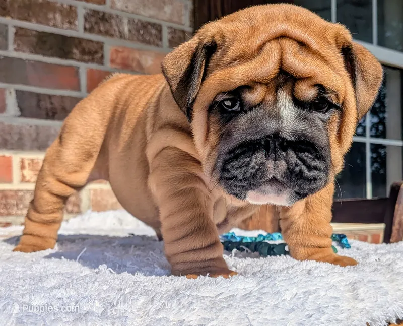Frank the Tank – English Bulldog puppy for sale in Elkland, MO