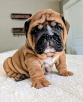 Frank the Tank, a male English Bulldog for sale in Elkland, MO – 1 of 5