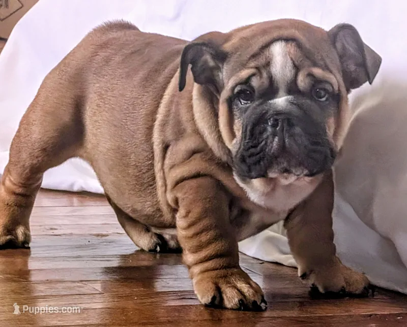 Frito – English Bulldog puppy for sale in Elkland, MO