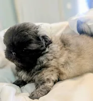 Milo, a male Pekingese for sale in Elkland, MO – 4 of 5
