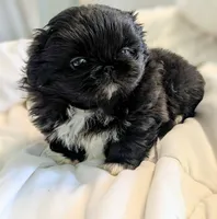 Raven, a female Pekingese for sale in Elkland, MO – 3 of 5