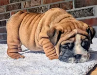  Lilly, a male English Bulldog for sale in Elkland, MO – 8 of 10