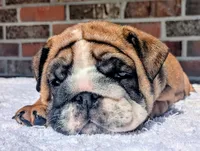  Lilly, a male English Bulldog for sale in Elkland, MO – 7 of 10