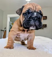 Tito, a male English Bulldog for sale in Elkland, MO – 6 of 6
