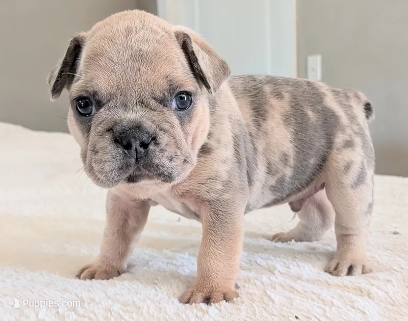 Big foot – French Bulldog puppy for sale in Elkland, MO