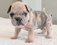 Big foot, a male French Bulldog for sale in Elkland, MO – 1 of 5