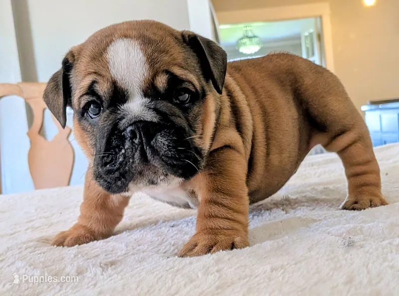 Frito – English Bulldog puppy for sale in Elkland, MO