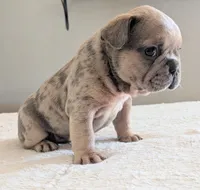 Big foot, a male French Bulldog for sale in Elkland, MO – 2 of 5
