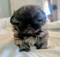 Milo, a male Pekingese for sale in Elkland, MO – 3 of 5
