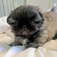 Milo, a male Pekingese for sale in Elkland, MO – 5 of 5