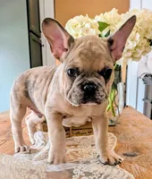 Big foot, a male French Bulldog for sale in Elkland, MO – 10 of 10