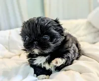 Raven, a female Pekingese for sale in Elkland, MO – 5 of 5
