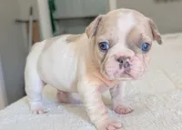 Yeti, a male French Bulldog for sale in Elkland, MO – 1 of 3