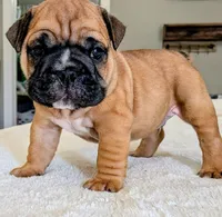 Tito, a male English Bulldog for sale in Elkland, MO – 4 of 6