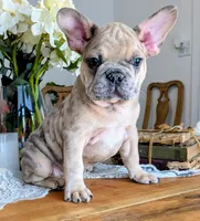 Big foot, a male French Bulldog for sale in Elkland, MO – 7 of 10