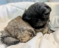 Milo, a male Pekingese for sale in Elkland, MO – 2 of 5