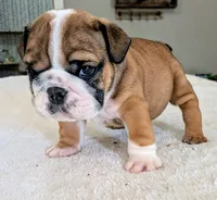 Bubba, a male English Bulldog for sale in Elkland, MO – 4 of 6