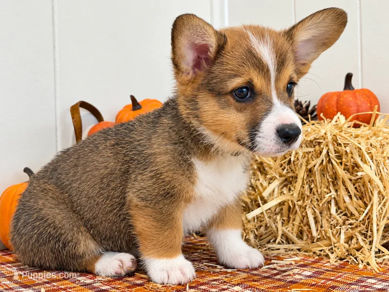 Snoopy – Pembroke Welsh Corgi puppy for sale in Leonard, TX