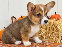 Snoopy, a male Pembroke Welsh Corgi for sale in Leonard, TX – 1 of 1