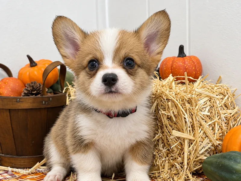 Charlie – Pembroke Welsh Corgi puppy for sale in Leonard, TX