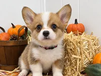 Charlie, a male Pembroke Welsh Corgi for sale in Leonard, TX – 1 of 1