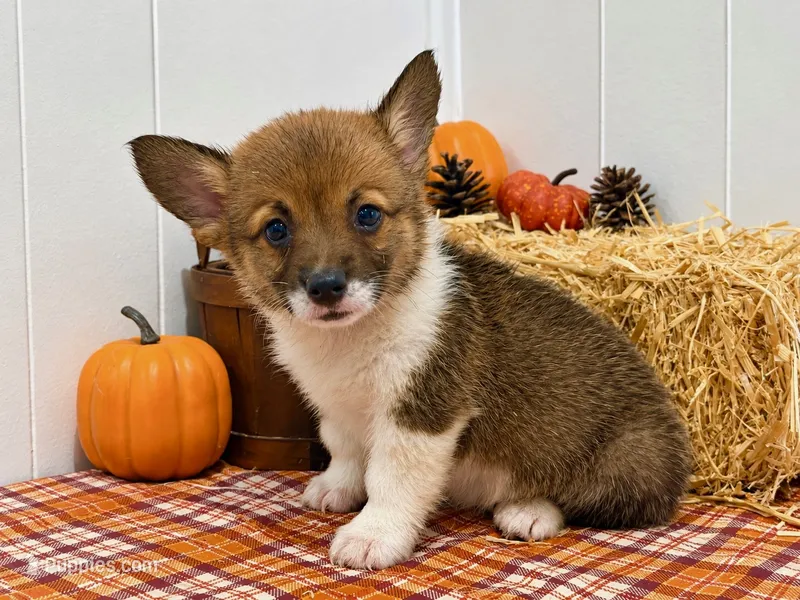 Breezy – Pembroke Welsh Corgi puppy for sale in Leonard, TX