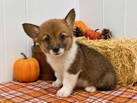 Breezy, a female Pembroke Welsh Corgi for sale in Leonard, TX – 1 of 1