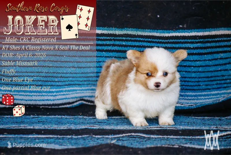 Boy 3 – Pembroke Welsh Corgi puppy for sale in Leonard, TX