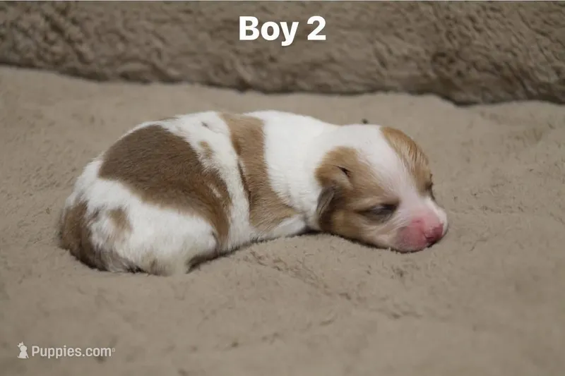 Boy 2 – Pembroke Welsh Corgi puppy for sale in Leonard, TX