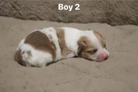 Boy 2, a male Pembroke Welsh Corgi for sale in Leonard, TX – Photo 1 of 3